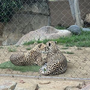 Cheetahs