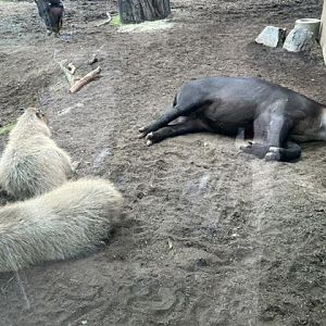 Tapir and Capybara