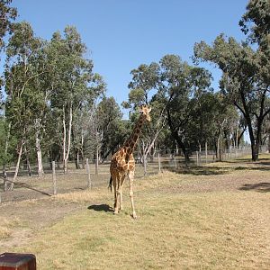 WPZ 2007 - Hybrid Giraffe