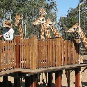 WPZ 2007 - Hybrid Giraffes