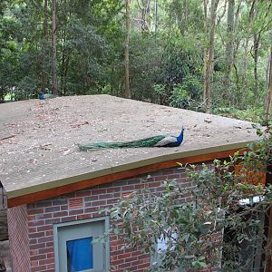 Blackbutt 2011 - Indian Peafowl