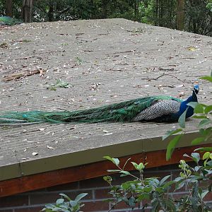Blackbutt 2011 - Indian Peafowl