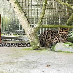 Marbled Cat - Wildlife Quarantine Center