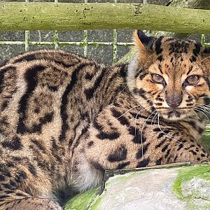 Marbled Cat - Wildlife Quarantine Center