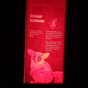Senegal Bushbaby Signage