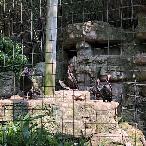 Waldrapp Ibis Aviary