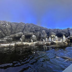 Penguin Exhibit