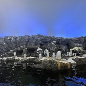 Penguin Exhibit