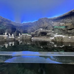 Penguin Exhibit