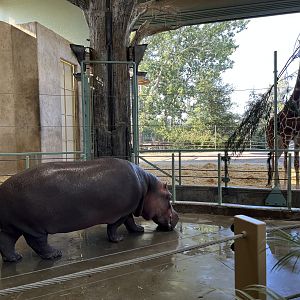 Hippo + Giraffe Exhibits