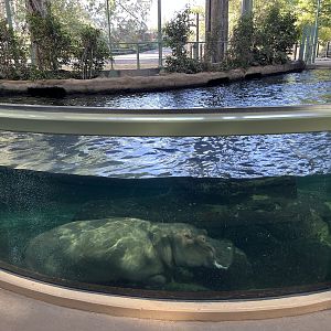 Hippo Pool