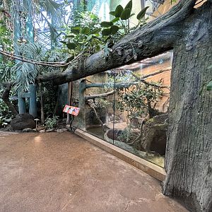 Madagascar Tree Boa/Dumeril’s Boa Exhibit