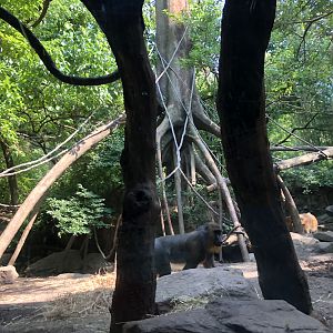 Congo Gorilla Forest, Red river hog &