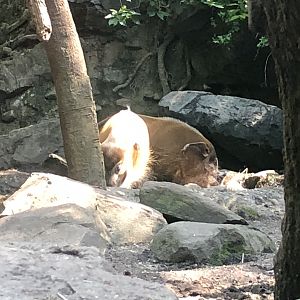 Congo Gorilla Forest, Red river hogs