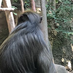 Congo Gorilla Forest, Mandrill