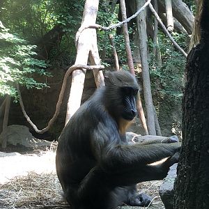 Congo Gorilla Forest, Mandrill