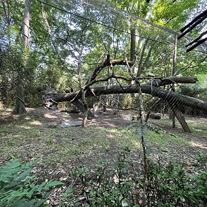 Congo Gorilla Forest, Angolan Colobus monkey exhibit