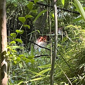 Congo Gorilla Forest, Okapi