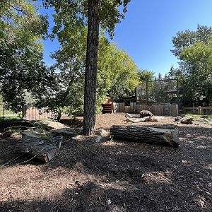 Eurasian Wild Boar Exhibit