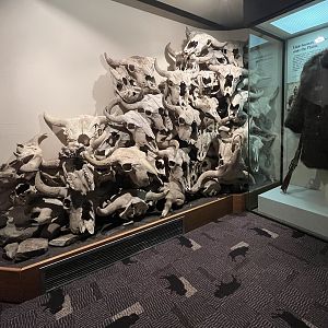 Head Smashed in Buffalo Jump