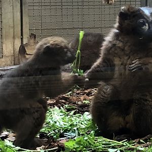 Affenhaus, Red bellied lemurs