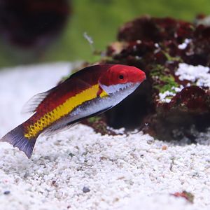 Naoko's Fairy Wrasse