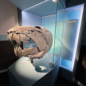 Dunkleosteus Skull