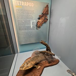 Tetrapod