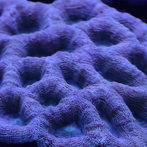 Homophyllia bowerbanki