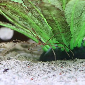 Yellowline Arrow Crab