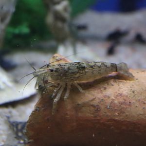 Bamboo Shrimp