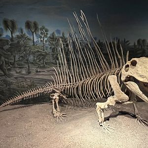 Dimetrodon