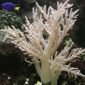 Coral ID?
