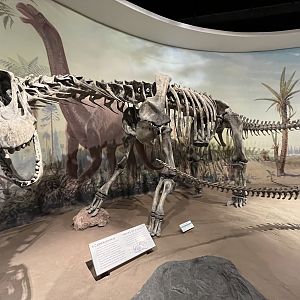 Camarasaurus