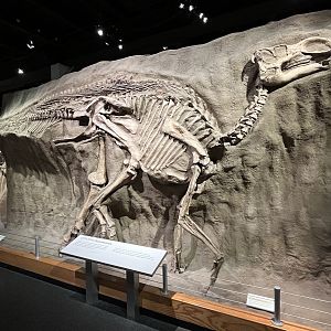 Gyrposaurus notabilis