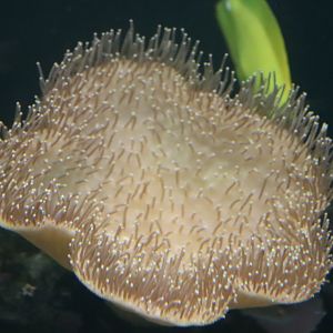 Sarcophyton ehrenbergi?