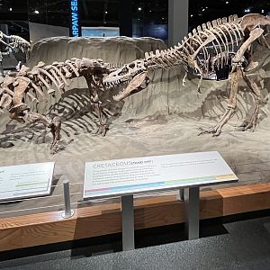 Gorgosaurus + Euoplocephalus