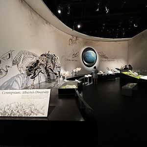 Ceratopsians: Alberta’s Diversity