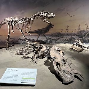 Gorgosaurus + Centrosaurus