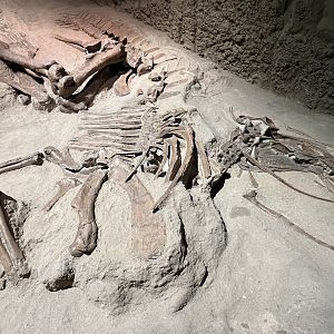 Gryposaurus notabilis