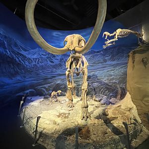 Woolly Mammoth Gallery