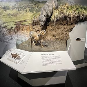 Life in the Miocene