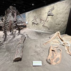 Brachylophosaurus canadensis