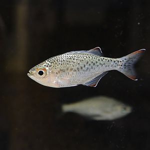 Dark-margined flagtail (Kuhlia marginata)