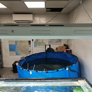 Pool in Congo Caecilian room