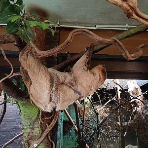 Linnaeus' Two-toed Sloth (mother and baby)