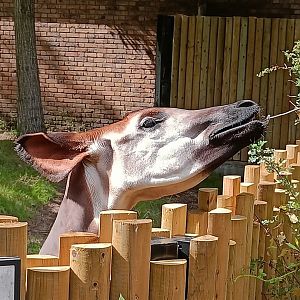 Okapi