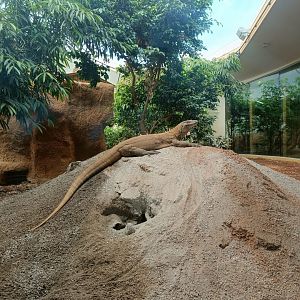 Komodo Dragon (Khaleesi)