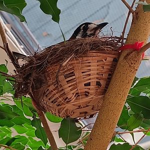 Chestnut-backed Thrush