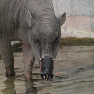 Beth using her Pool- 21st August 2023